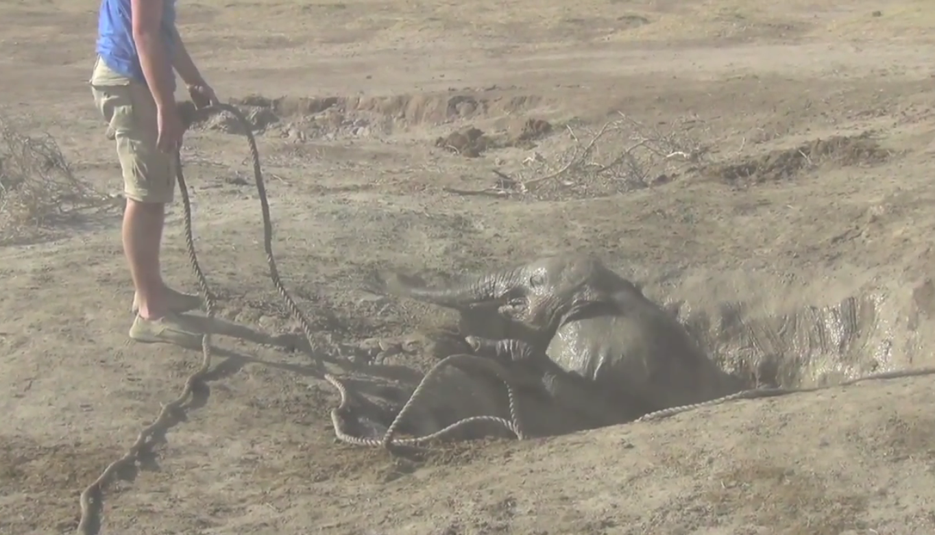 Kenya, Elefant, VideoExtra